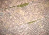 屋根の中からのコケが発生